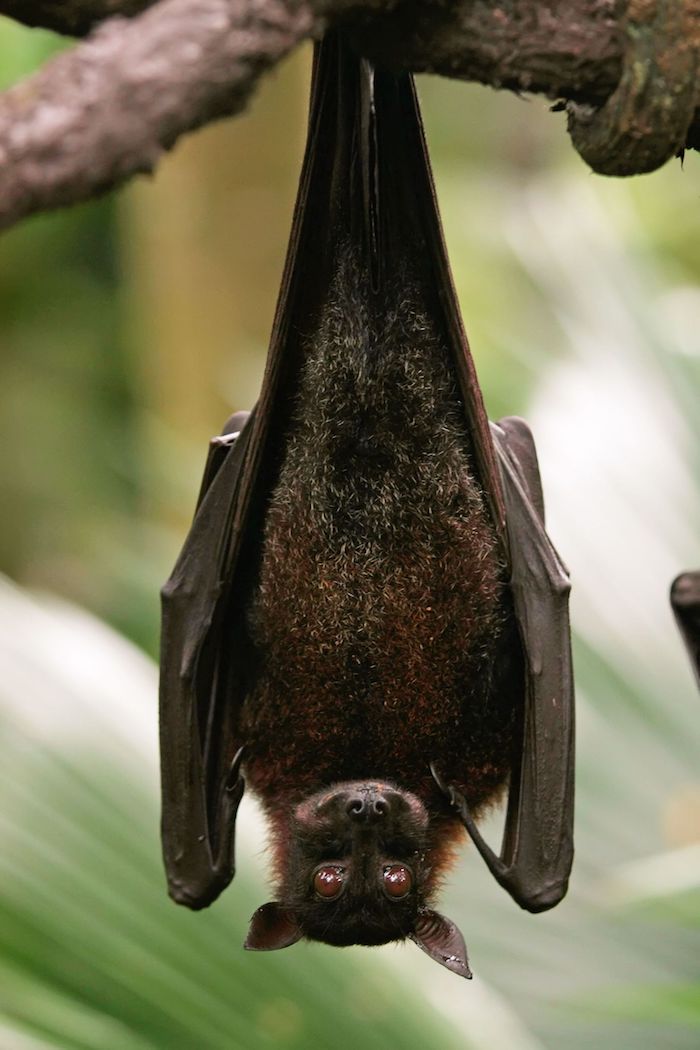 Bat Spirit Animal