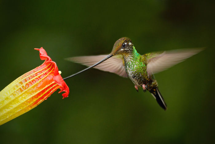 Image result for hummingbird