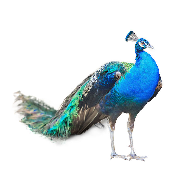 Peacock Spirit Animal