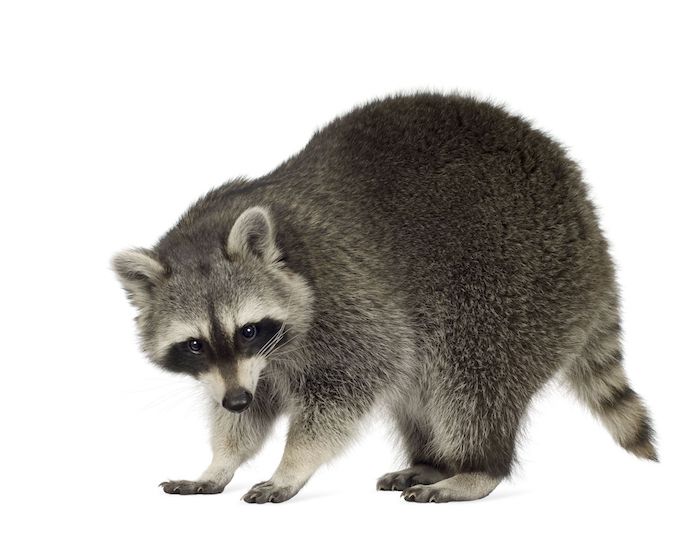 Raccoon Spirit Animal