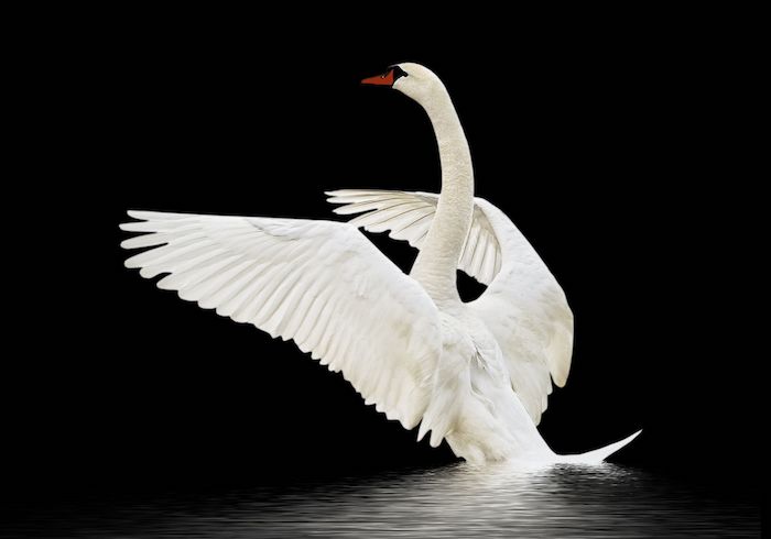 swan and shadow meaning
