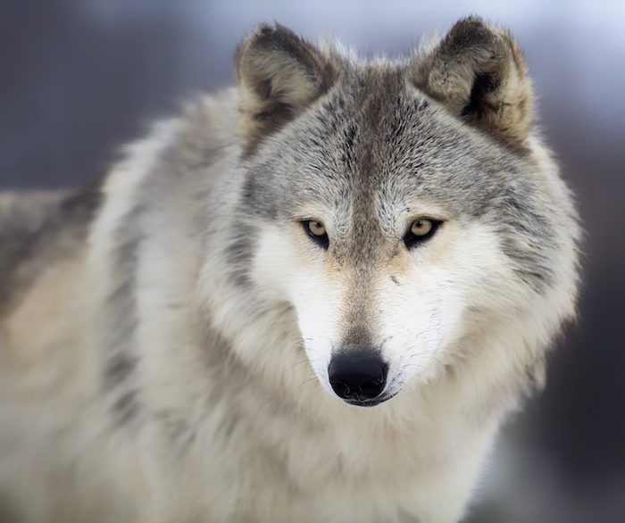 Wolf-Spirit-Animal-2.jpg