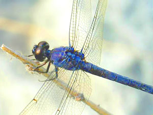 dragonfly totem