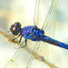 Dragonfly Spirit Animal