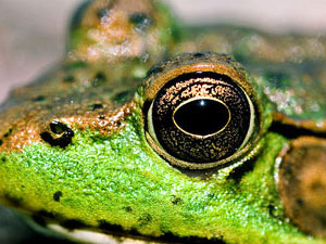 Frog Spirit | Oneness Ministry