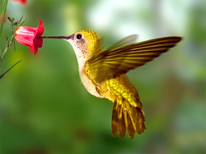 Hummingbird Totem Animal