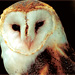 owl Spirit Animal