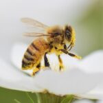 Bee Symbolism & Spiritual Meaning (+ Messages & Omens)