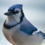 Blue Jay Symbolism & Spiritual Meaning (+Omens & Messages)