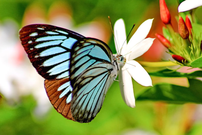 Butterfly Spirit Animal