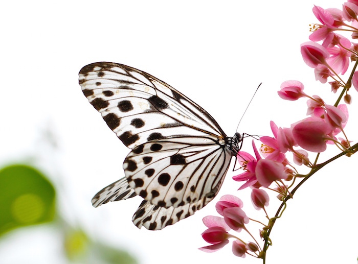 Butterfly-Spirit-Animal-3.jpg