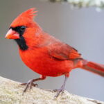 Cardinal Symbolism & Spiritual Meaning (+ Omens & Messages)