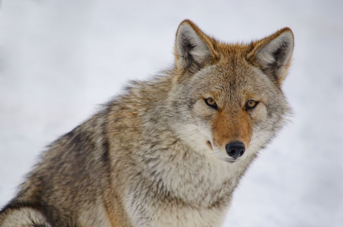 Coyote Spirit Animal | Totem Meaning