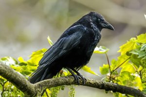 Crow Spirit Animal