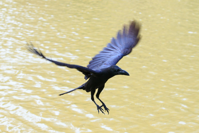Crow Spirit Animal
