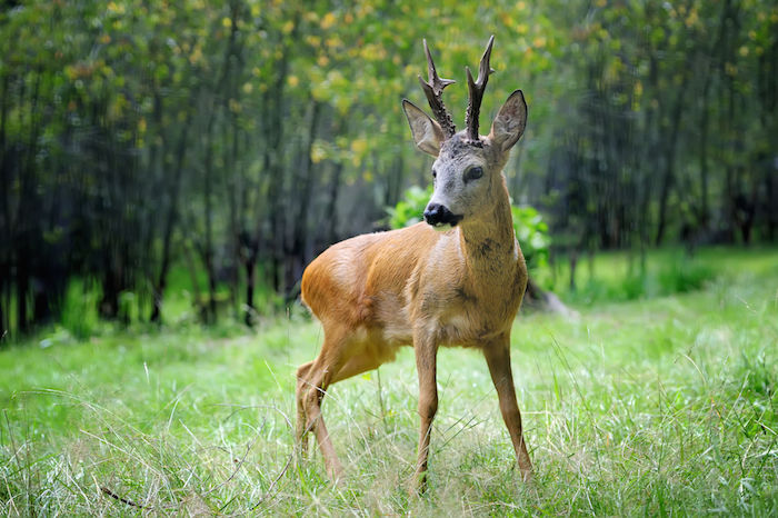 Deer Spirit Animal | Deer Totem Meaning