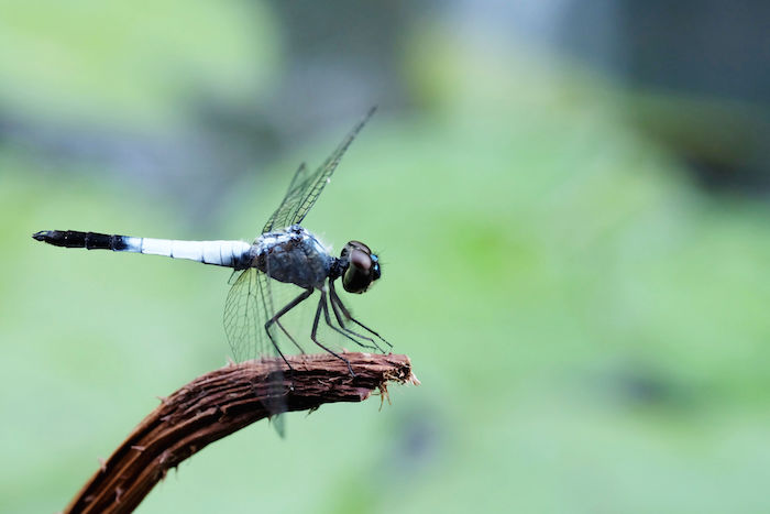 Dragonfly Totem & Spirit Animal | Meaning