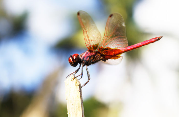 Dragonfly Totem & Spirit Animal | Meaning