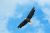Eagle Spirit Animal