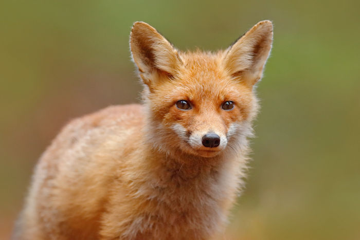 Fox Spirit Animal | Meaning