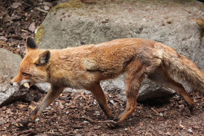 Fox Facts