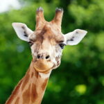 The Giraffe Meaning & Symbolism