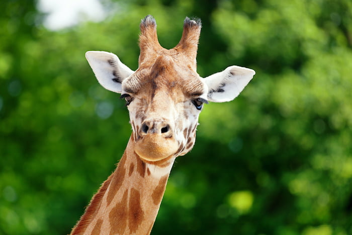 Giraffe Meaning & Symbolism - Spirit Animal Info