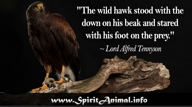 Hawk Quotes - Spirit Animal Info