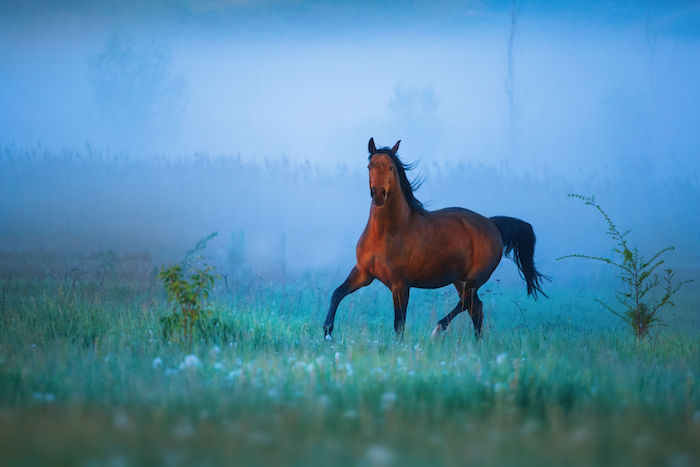 Horse Spirit Animal | Meaning