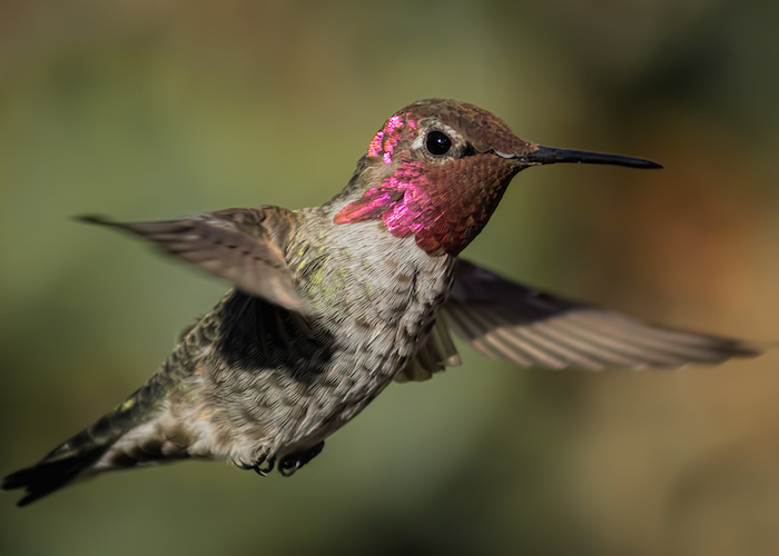 Hummingbird Spirit Animal | Meaning & Symbolism