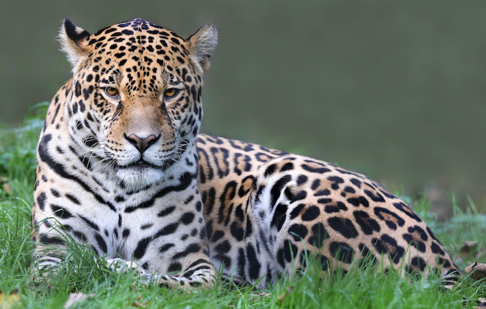 Jaguar Spirit Animal