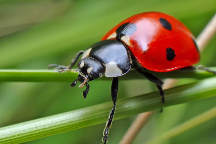 All About The Ladybug Spirit Animal and Its Symbolism