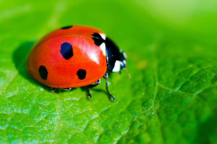 All About The Ladybug Spirit Animal and Its Symbolism