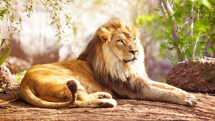 Lion Spirit Animal | Totem Meaning