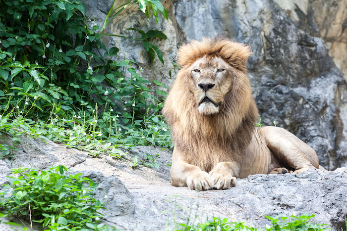 Lion Spirit Animal | Totem Meaning