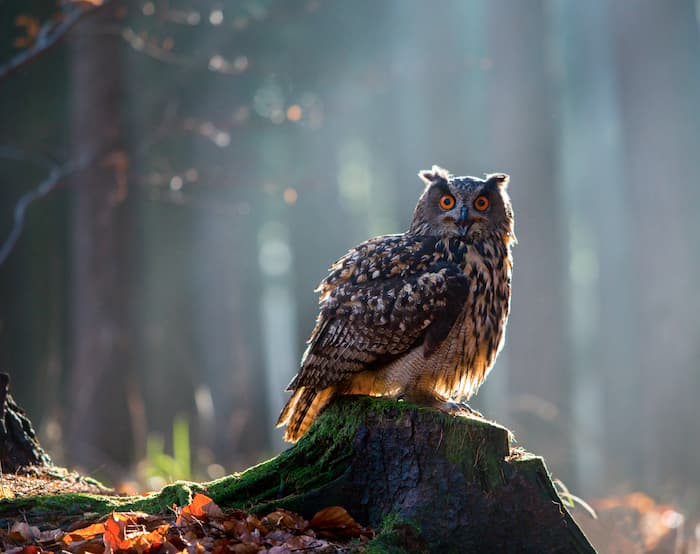 Owl Spirit Animal | Owl Totem Meaning