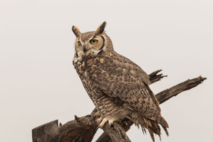 Owl Spirit Animal | Owl Totem Meaning