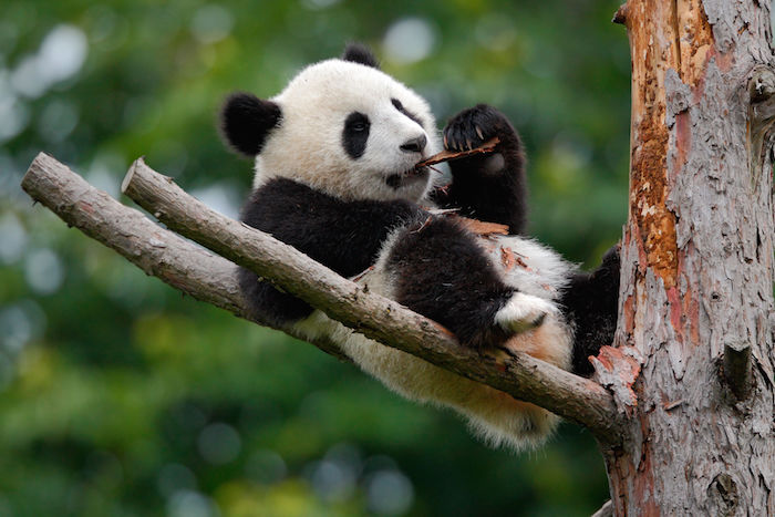 Panda Spirit Animal | Totem Meaning