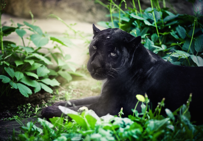 Panther Spirit Animal - Spirit Animal Info