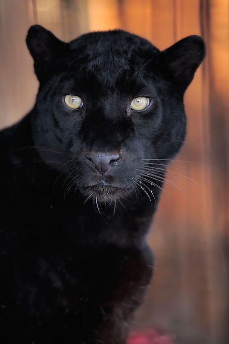 Panther Spirit Animal - Spirit Animal Info