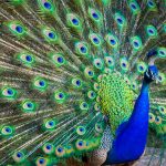 Peacock Spirit Animal