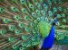 Peacock Spirit Animal