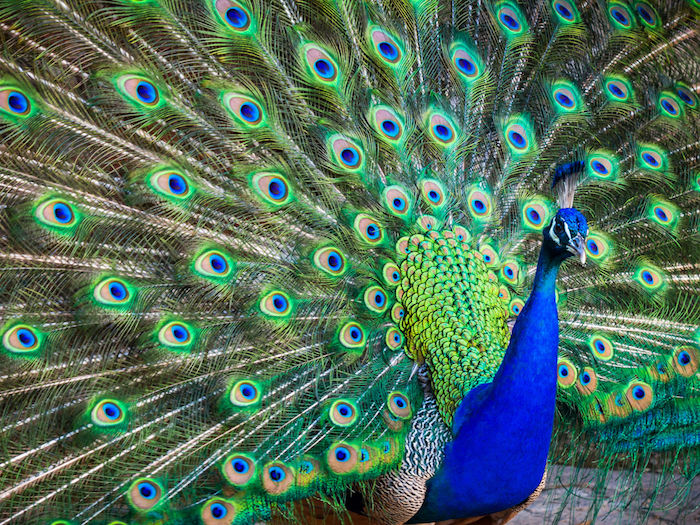 Peacock Spirit Animal - Spirit Animal Info
