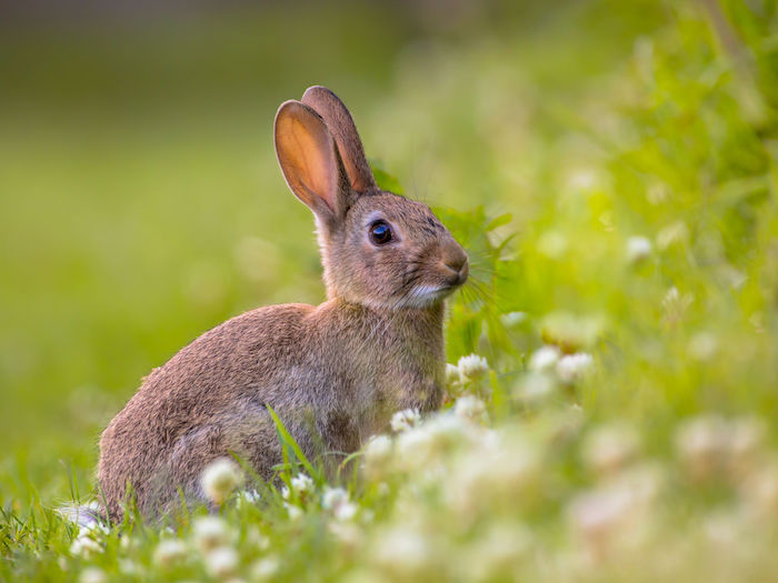 Rabbit Spirit Animal - Spirit Animal Info