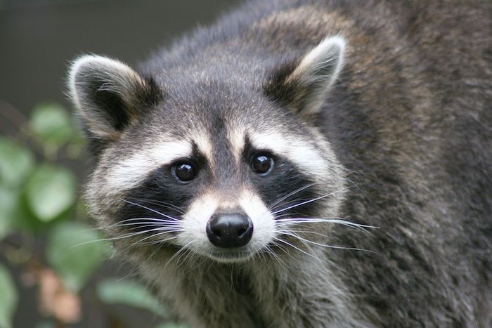 Raccoon Spirit Animal - Spirit Animal Info