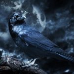 Raven Spirit Animal