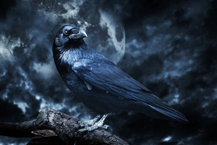 Raven Spirit Animal Spirit Animal Info