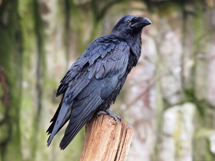 Raven Spirit Animal - Spirit Animal Info
