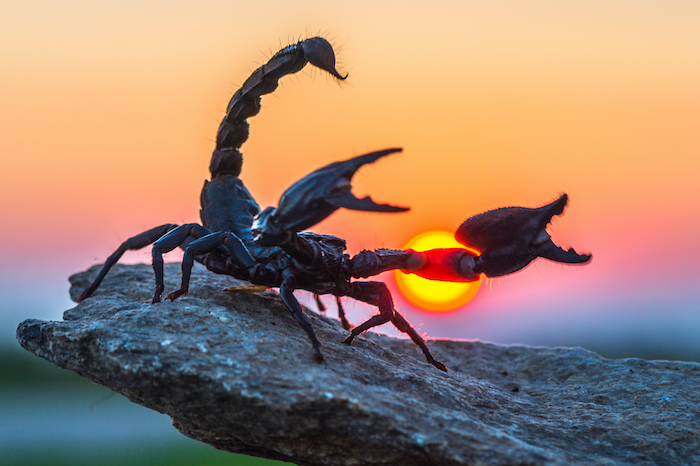 Scorpion: 8 Things a Scorpion Can Teach You | Scorpion Symbolism (+Spirit  Animal Omens & Messages) - Spirit Animal Info