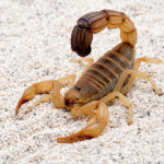Scorpion: 8 Things a Scorpion Can Teach You | Scorpion Symbolism (+Spirit Animal Omens & Messages)